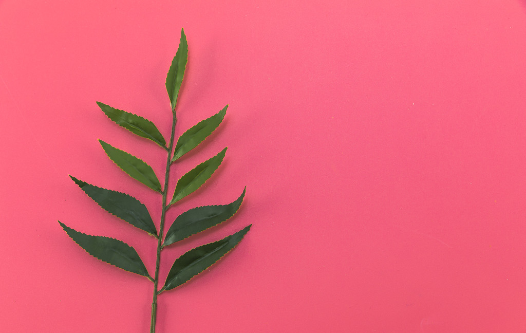 夏日清凉极简植物图片