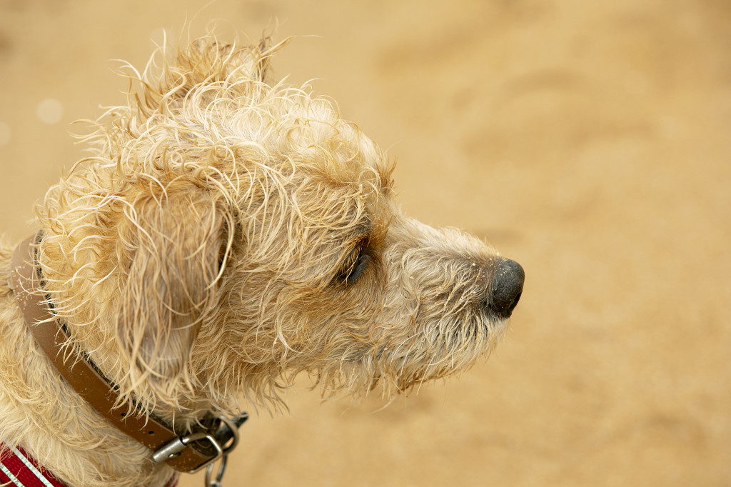 黄色动物可爱小狗头部特写背景图片