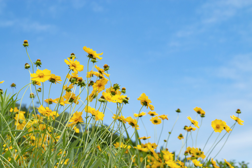 春天小清新淡雅花海图片