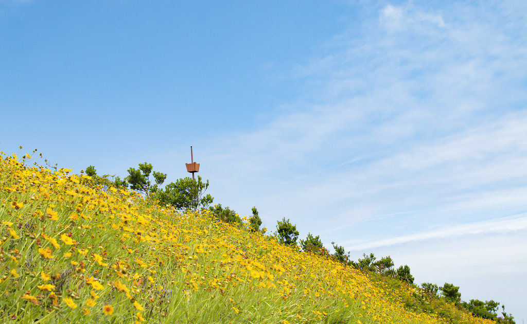 春天小清新淡雅花海图片
