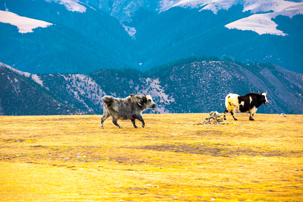 层叠的山峰跳舞的牦牛