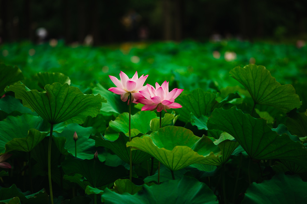 荷花荷叶夏荷二十四节气夏至背景24节气夏天夏日夏天背景荷花植物廉政夏日夏季池塘唯美荷叶荷花莲花