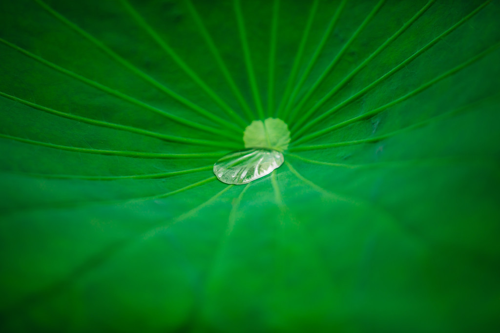 夏日夏季池塘唯美荷叶荷花莲花