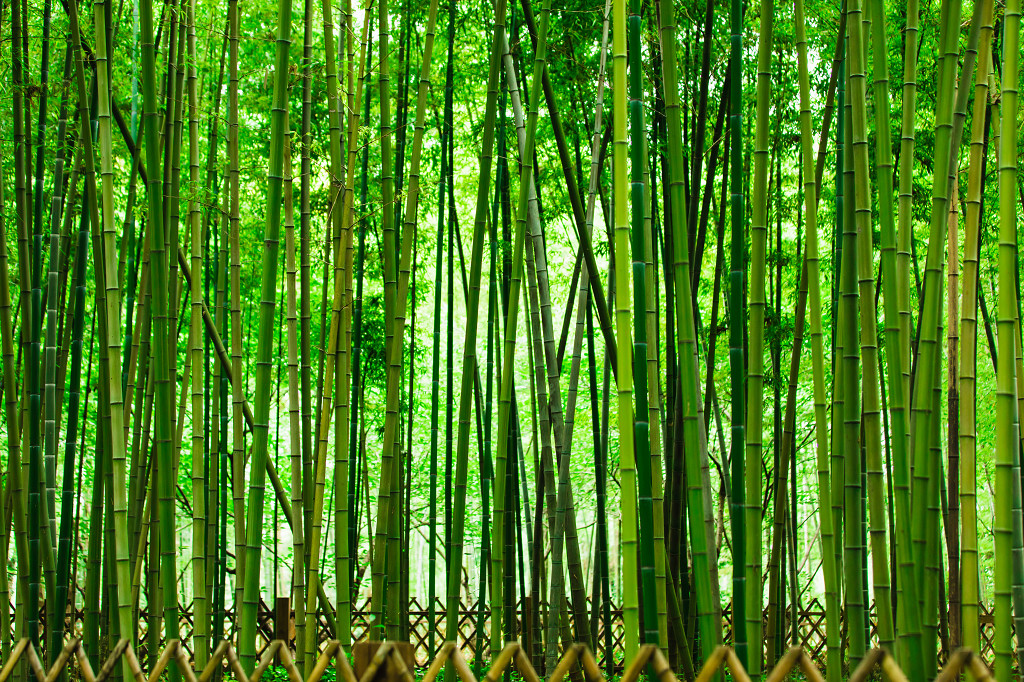 夏季绿色竹林竹海竹子图片
