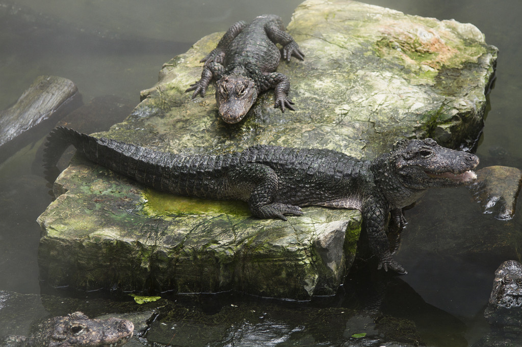 墨绿色野生动物鳄鱼情侣动物园游览JPG素材