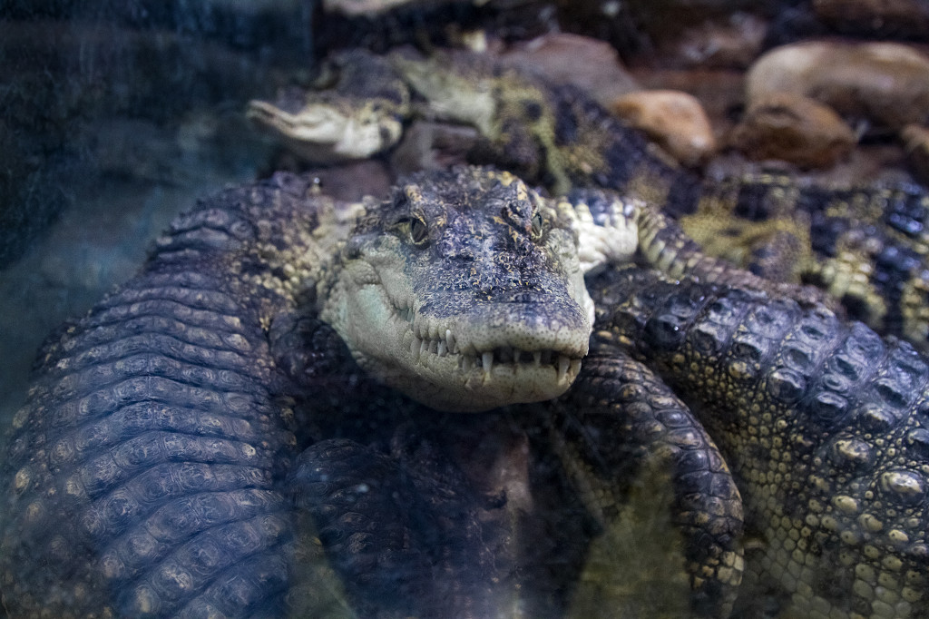 动物园鳄鱼墨绿色正面牙齿猛兽近距离JPG格式
