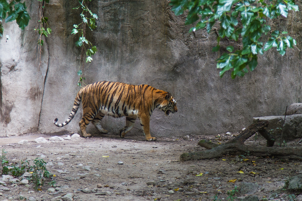 橘色条纹动物可爱老虎行走野兽胖虎jpg素材