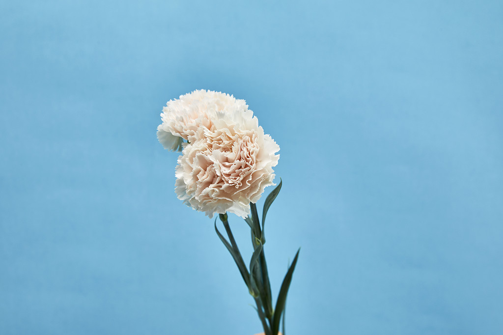 鲜花花朵教师节多束康乃馨花朵在蓝色纯色背景前的场景素材配图正面图
