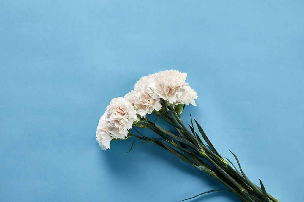 鲜花花朵教师节多束康乃馨花朵在蓝色纯色背景前的场景素材正面图对角线