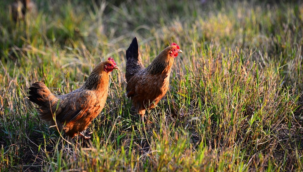 放养母鸡林间天热放养母鸡母鸡素材