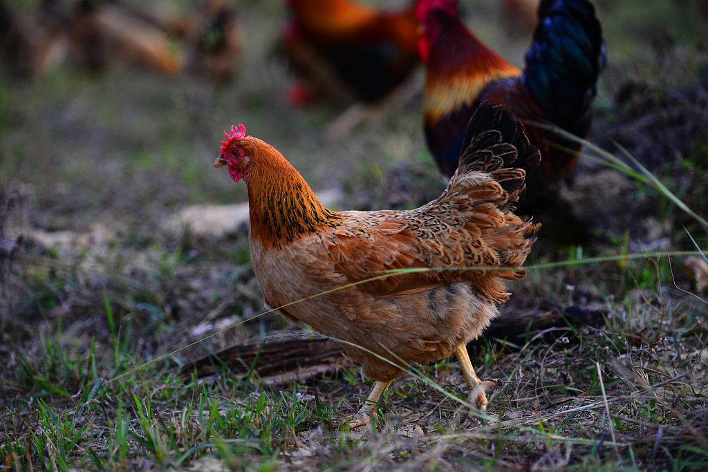 放养母鸡林间天热放养母鸡母鸡素材