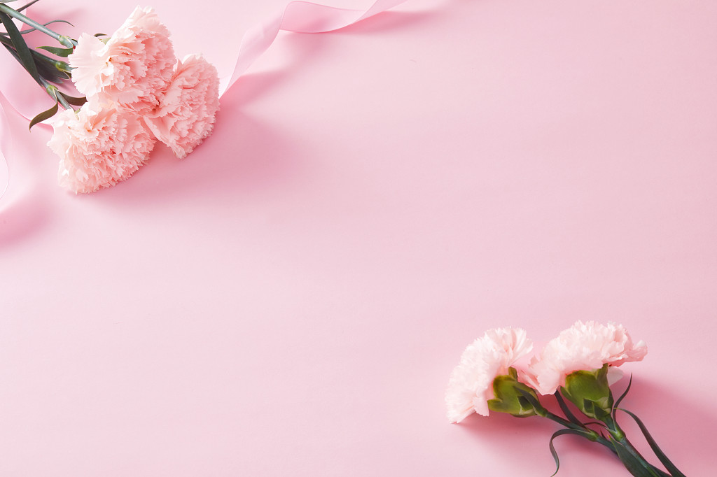 图片粉色背景七夕情人节鲜花花朵丝带缠绕的康乃馨鲜花在粉色背景上的场景对角线构图母亲节教师节