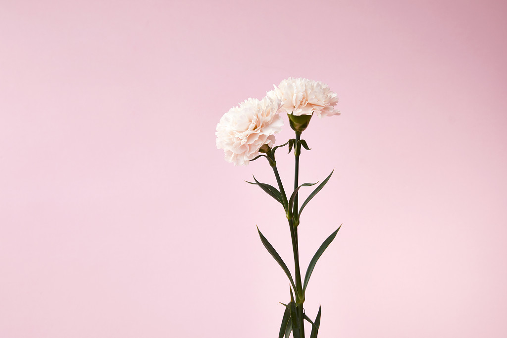 粉底康乃馨鲜花花朵教师节教师节母亲节康乃馨花朵