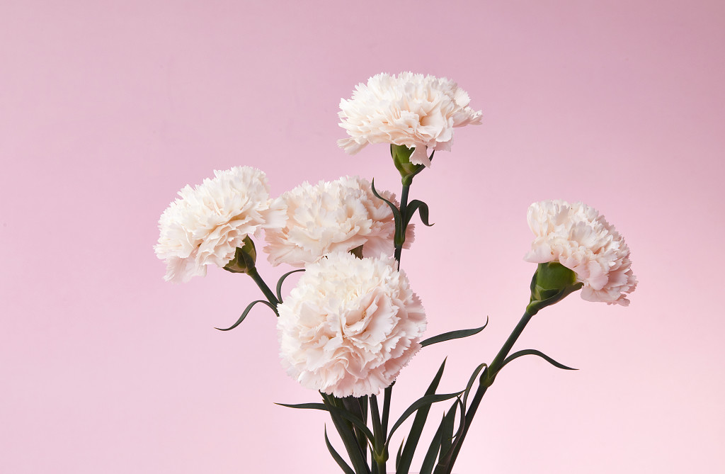 粉底康乃馨鲜花花朵教师节教师节母亲节康乃馨花朵