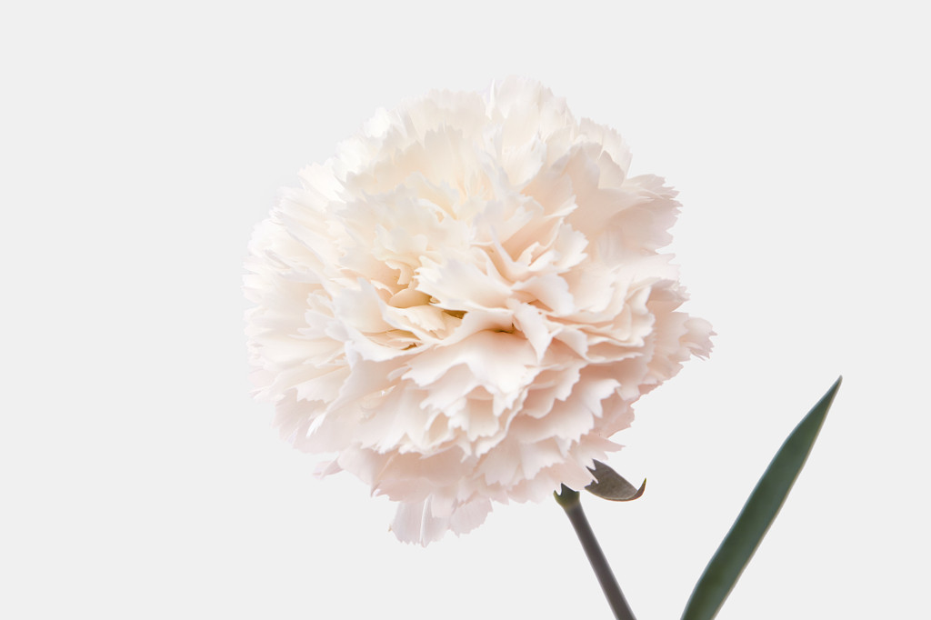 白底特写康乃馨鲜花花朵教师节配图教师节母亲节康乃馨花朵