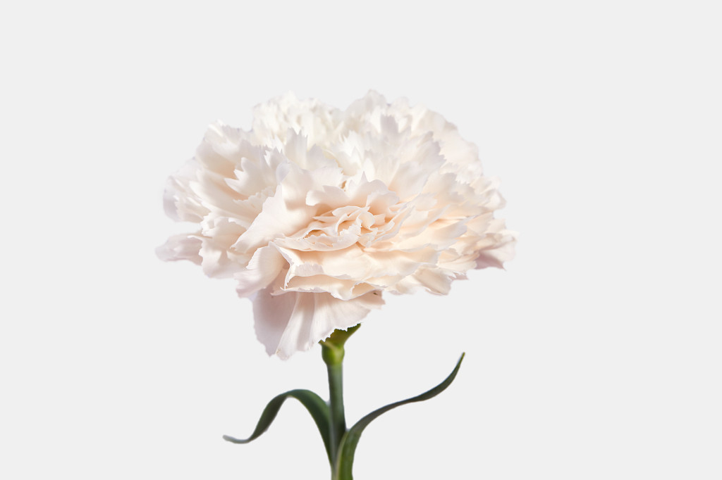 白底特写康乃馨鲜花花朵教师节配图教师节母亲节康乃馨花朵