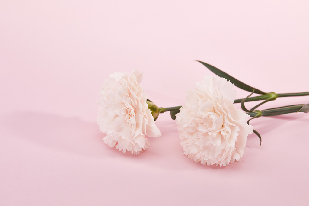 粉底康乃馨鲜花花朵教师节配图教师节母亲节康乃馨花朵