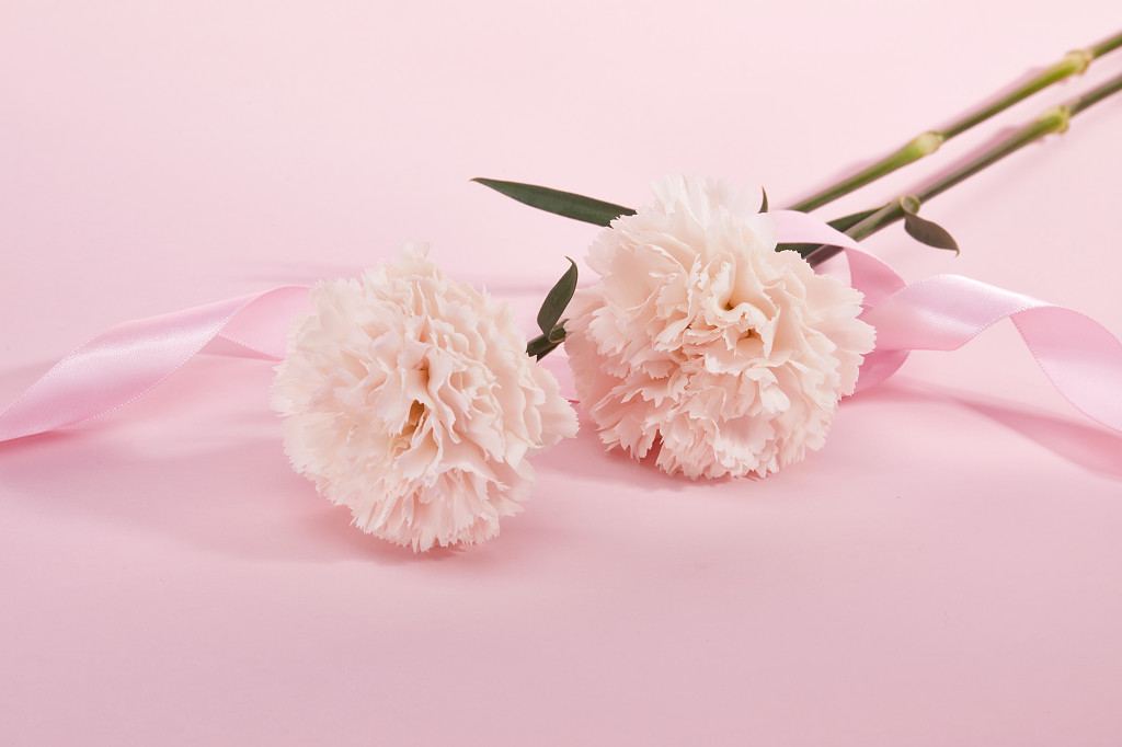 粉底丝带花瓣康乃馨鲜花花朵教师节教师节母亲节康乃馨花朵