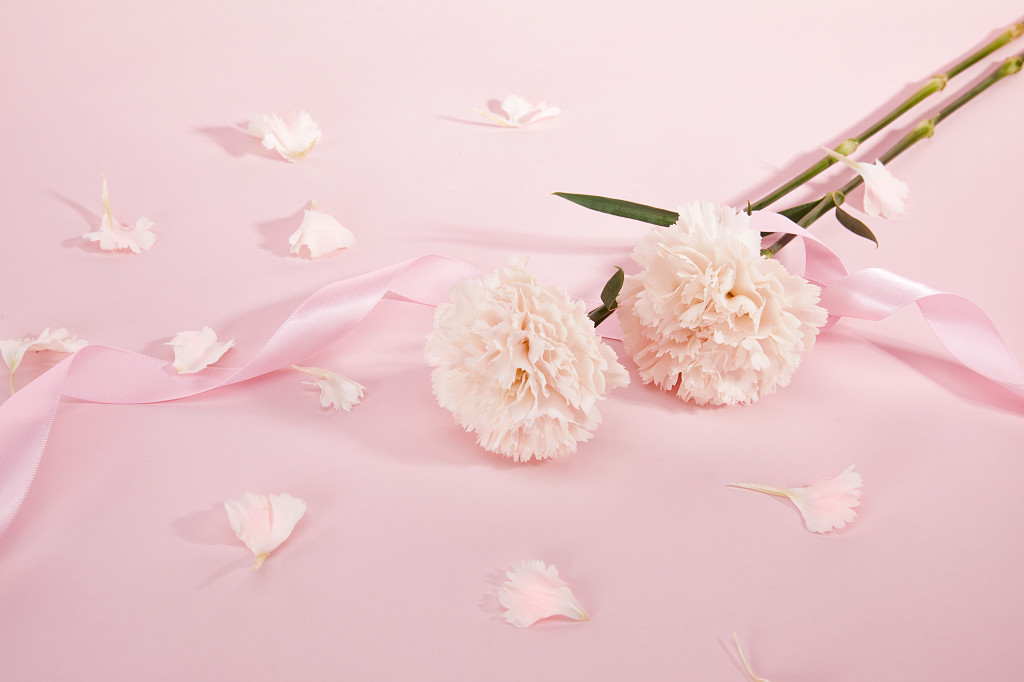 粉底丝带花瓣康乃馨鲜花花朵教师节教师节母亲节康乃馨花朵