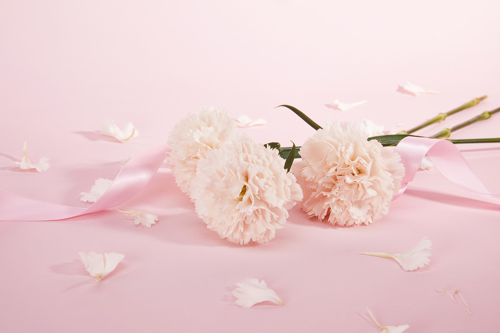 粉底丝带花瓣康乃馨鲜花花朵教师节教师节母亲节康乃馨花朵