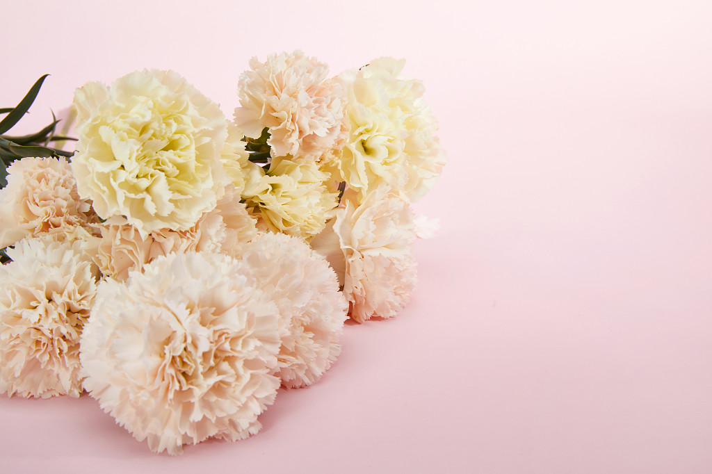 粉底康乃馨鲜花花朵教师节教师节母亲节康乃馨花朵