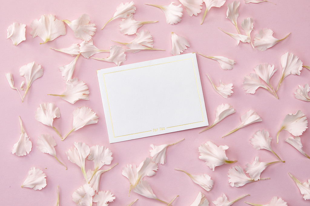 粉底花瓣白纸康乃馨鲜花花朵教师节配图教师节母亲节康乃馨花朵