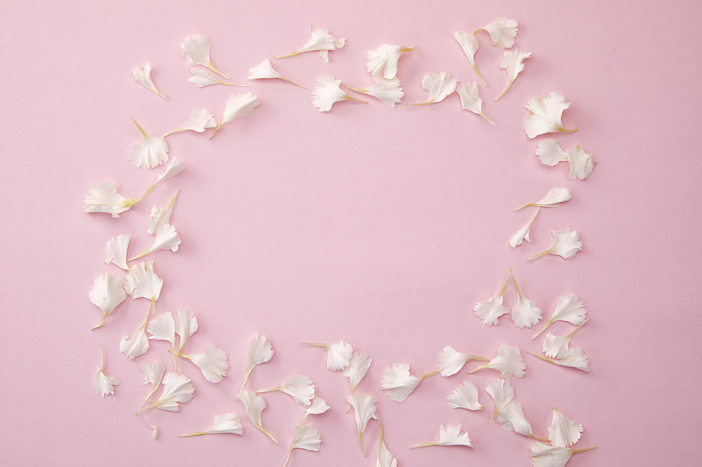 粉底花瓣康乃馨鲜花花朵教师节配图教师节母亲节康乃馨花朵