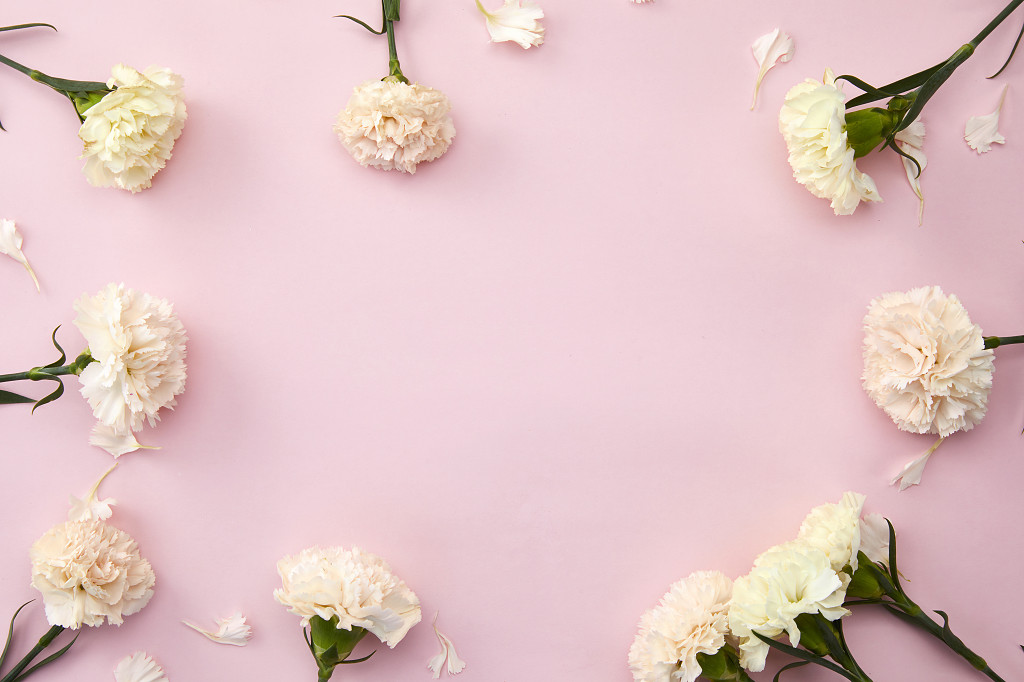 粉底丝带花瓣康乃馨鲜花花朵教师节教师节母亲节康乃馨花朵