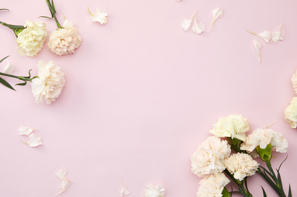 粉底丝带 丝带花瓣康乃馨鲜花花朵教师节教师节母亲节康乃馨花朵