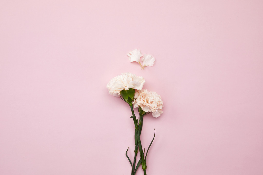 粉底康乃馨花瓣鲜花花朵教师节配图教师节母亲节康乃馨花朵