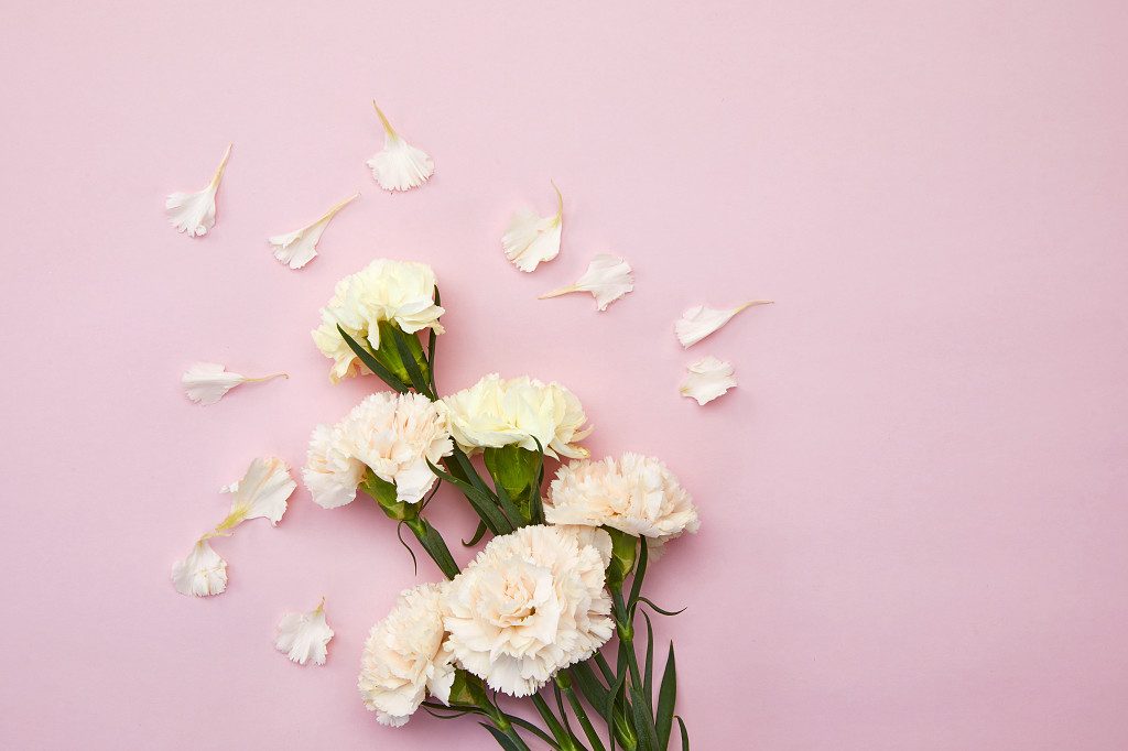 粉底花枝康乃馨鲜花花朵教师节配图教师节母亲节康乃馨花朵