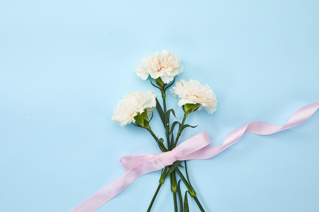 蓝底花枝丝带康乃馨鲜花花朵教师节配图教师节母亲节康乃馨花朵