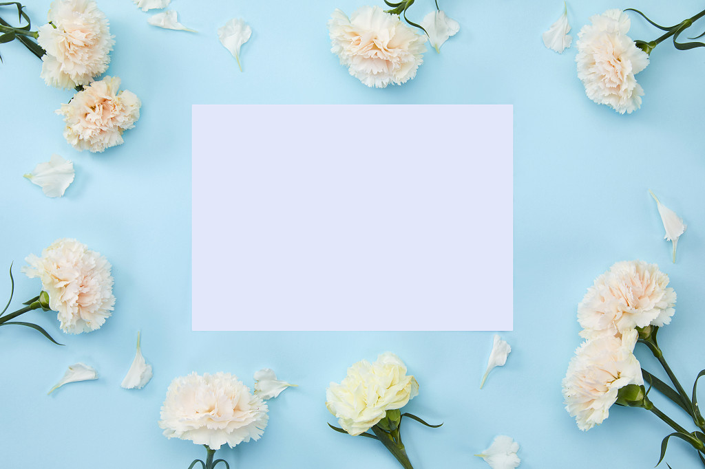 蓝底花枝边框康乃馨鲜花花朵教师节配图教师节母亲节康乃馨花朵