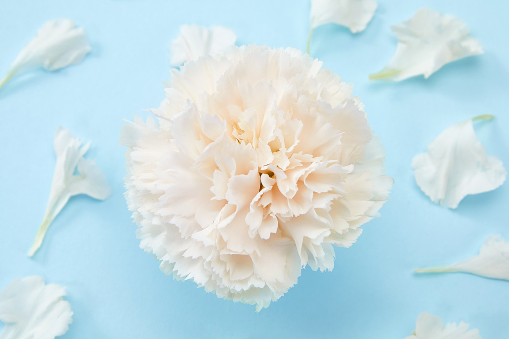 蓝底花瓣康乃馨鲜花花朵教师节配图教师节母亲节康乃馨花朵