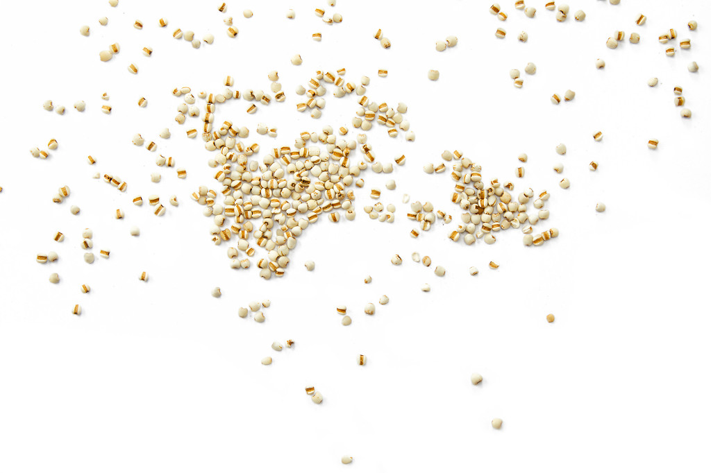 粮食白底实拍特写薏米米粒配图谷物谷物