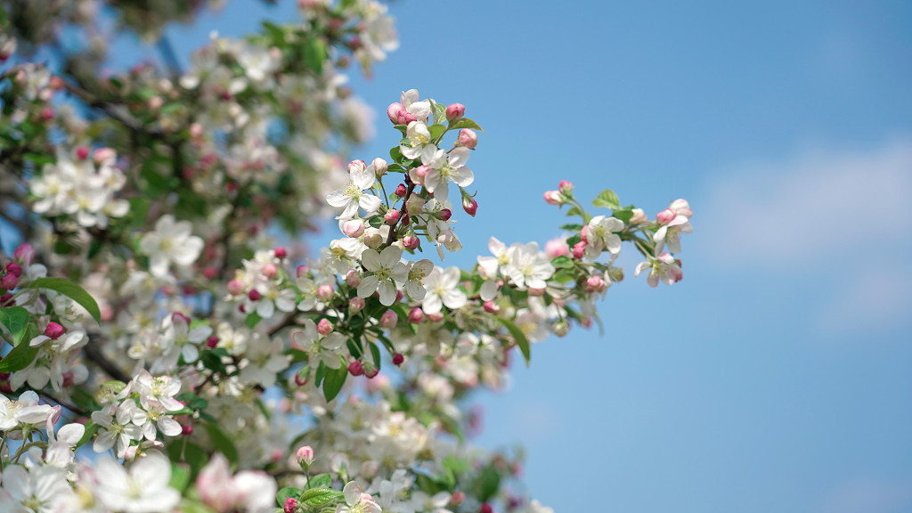 春季花园北美海棠花朵盛开摄影图片