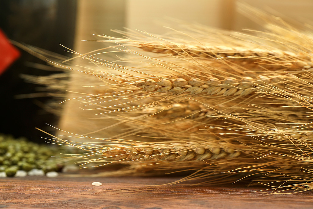 白底粮食麦穗麦子五谷杂粮秋天丰收配图谷物丰收节