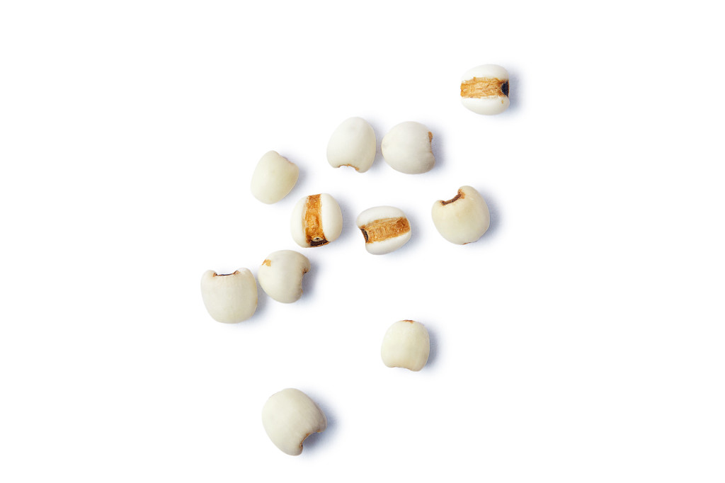 白底粮食薏米仁薏米散落薏米几粒薏米谷物