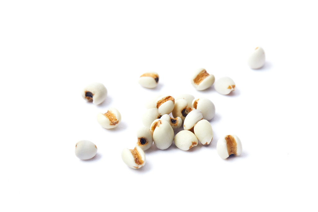 白底粮食薏米仁薏米散落薏米几粒薏米五谷杂粮谷物