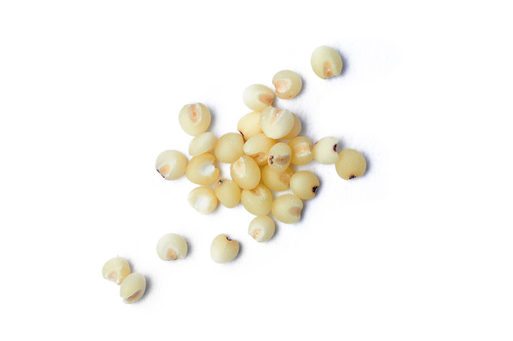 白底粮食米粒高粱米散落高粱米几粒高粱米谷物