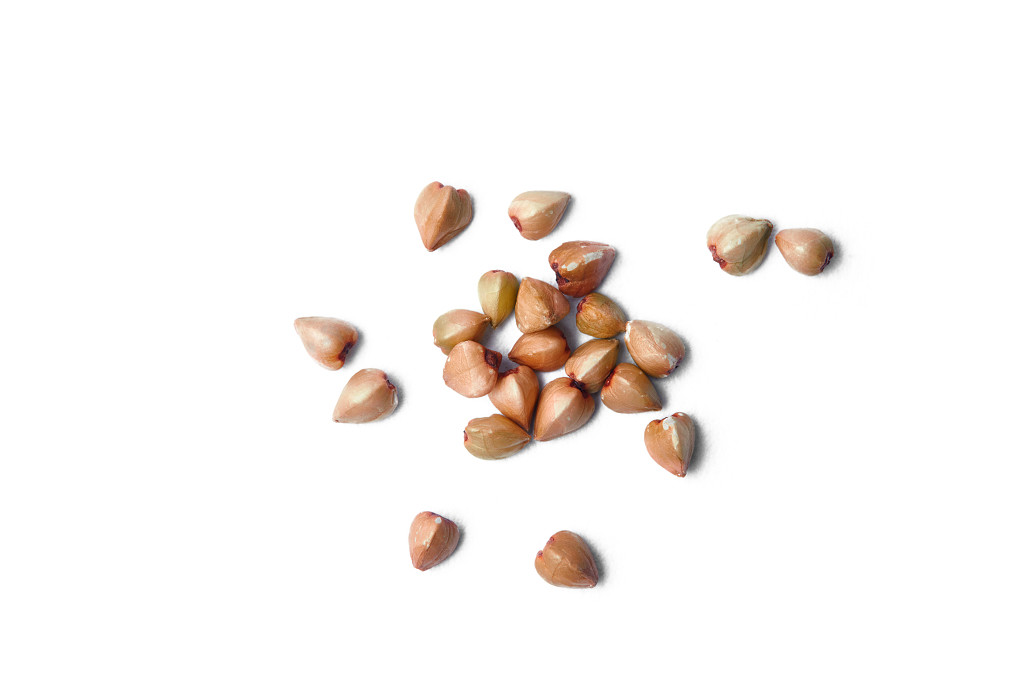 白底粮食荞麦荞麦仁几粒荞麦仁散落荞麦仁谷物