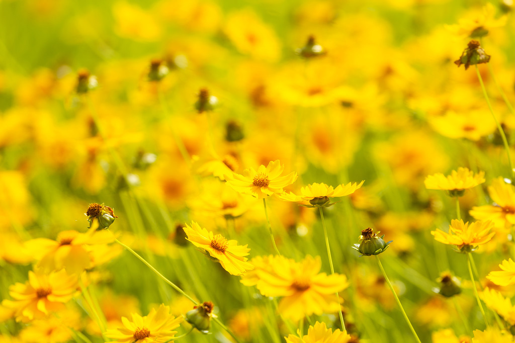 菊花黄色小花朵平铺背景jpg高清大图