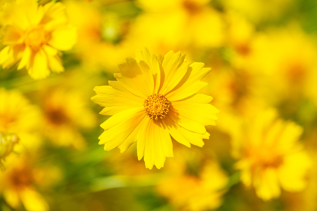 黄色菊花阳光活力花朵平铺背景素材jpg大图
