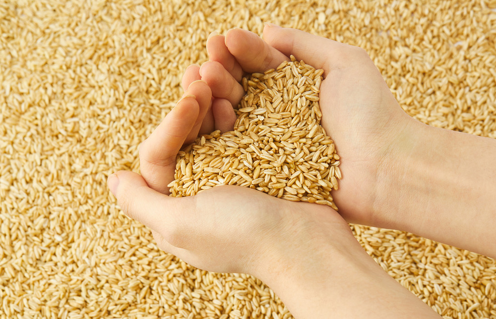 实拍手捧燕麦心形燕麦粮食燕麦仁燕麦米燕麦燕麦胚芽谷物