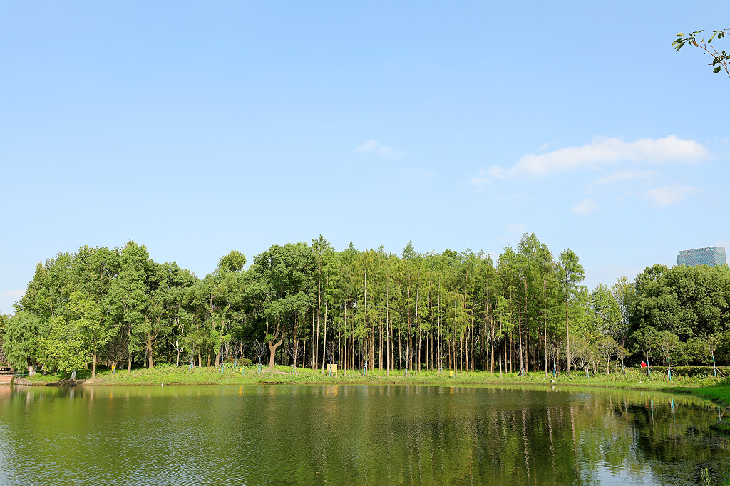实拍公园大树树木河水河边蓝天白云草地草坪草丛自然风光