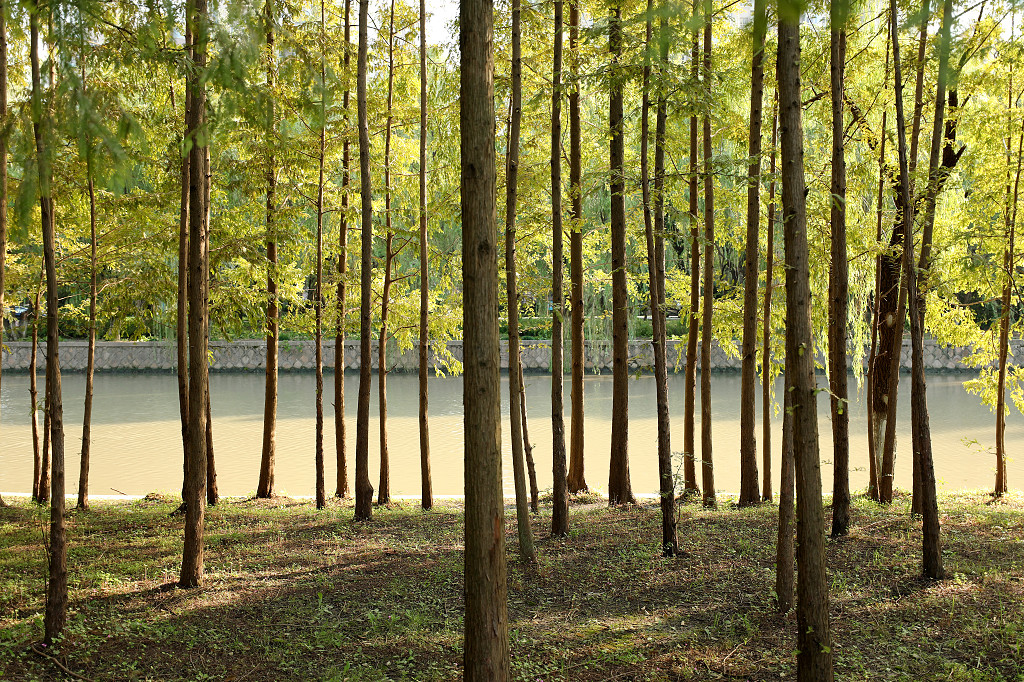 实拍公园树木大树树枝树干草地草坪