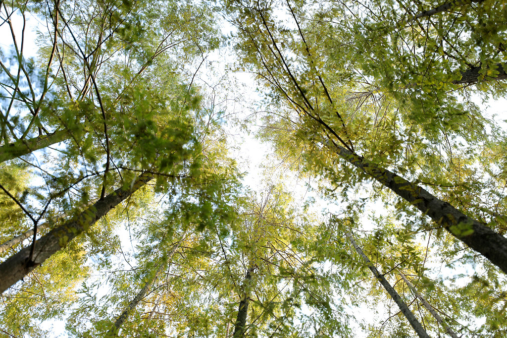 实拍公园树木大树树枝树干天空树叶蓝天