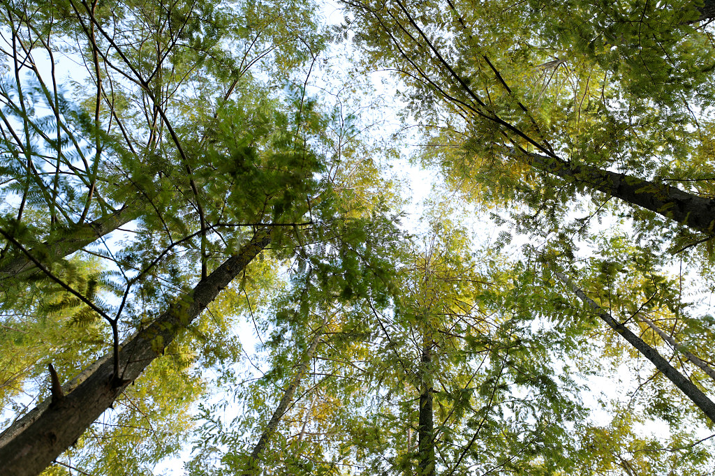 实拍大树树枝树干天空树叶蓝天自然风光公园树木