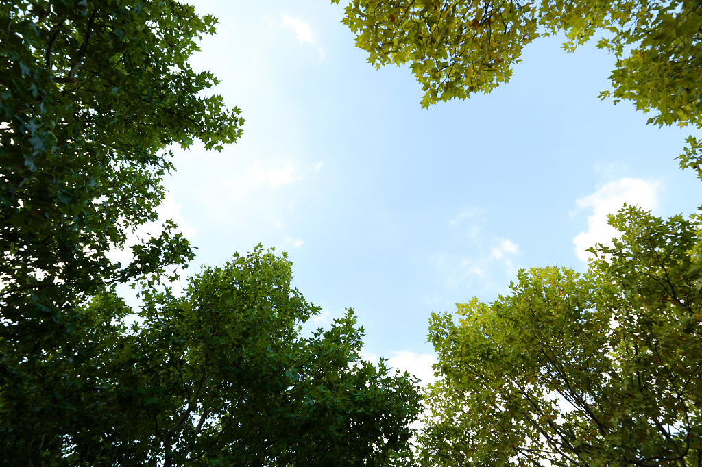 实拍树叶树枝树杈蓝天白云自然风光