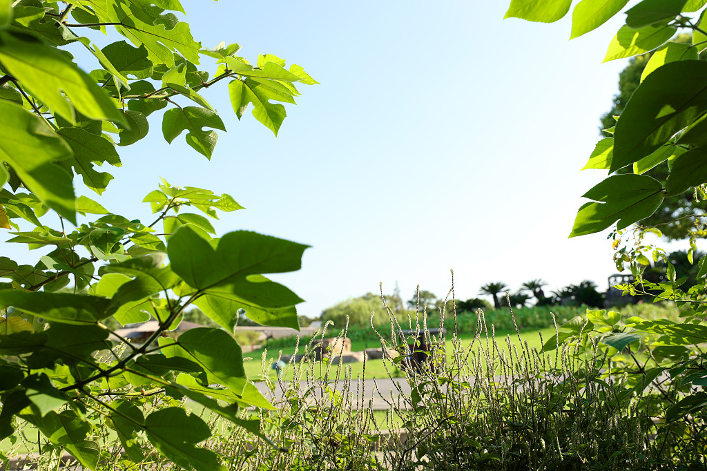 实拍公园蓝天小路树木树叶树枝草地草坪